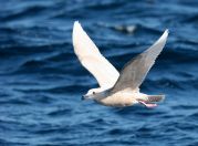 Glaucous Gull